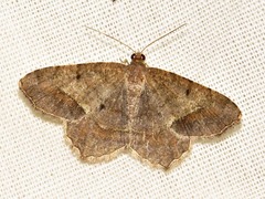 Chiasmia confuscata