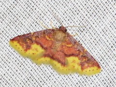 Syngatha latiflavaria