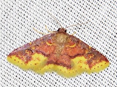 Syngatha latiflavaria