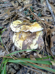 Albatrellus subrubescens