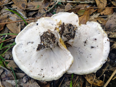 Albatrellus subrubescens