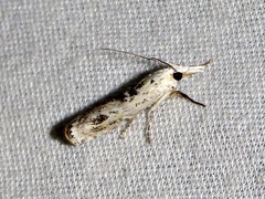Crambus sparsellus