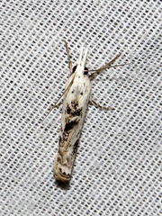 Crambus sparsellus