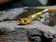 Desmognathus brimleyorum