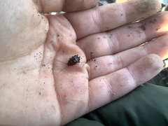 Parcoblatta fulvescens