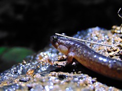 Desmognathus brimleyorum