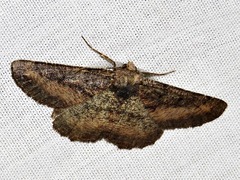 Aphilopota subalbata