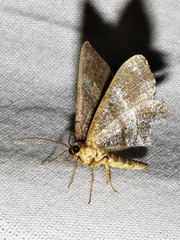 Chiasmia confuscata