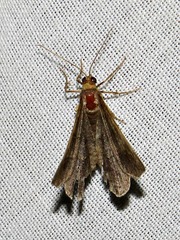 Chiasmia confuscata