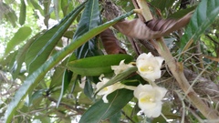 Rodriguezia granadensis