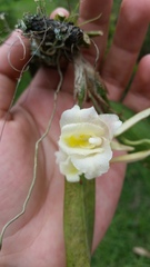 Rodriguezia granadensis