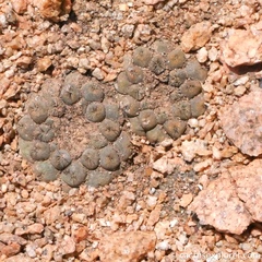 Copiapoa hypogaea