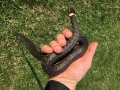 Natrix natrix