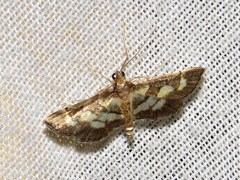 Syngamia