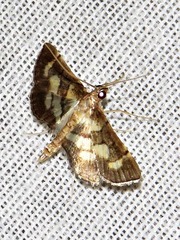 Syngamia