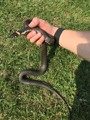 Natrix natrix
