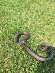 Natrix natrix