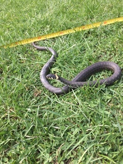 Natrix natrix