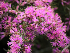 Melaleuca suberosa