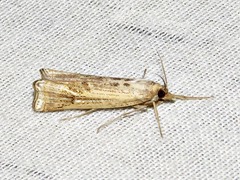 Ancylolomia chrysographellus