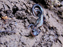 Plethodon ouachitae