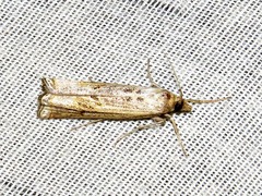 Ancylolomia chrysographellus