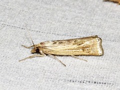 Ancylolomia chrysographellus