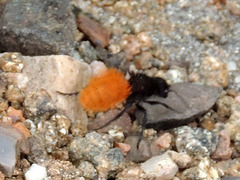 Dasymutilla nogalensis