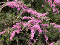 Melaleuca suberosa