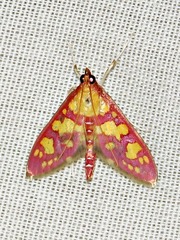 Stenochora lancinalis