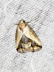 Lithacodia caffristis