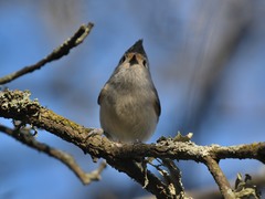 Baeolophus bicolor × atricristatus
