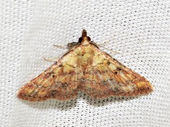 Cerynea thermesialis