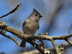 Baeolophus bicolor × atricristatus