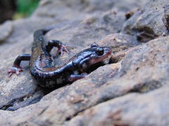 Plethodon ouachitae