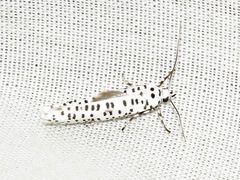 Yponomeuta strigillatus