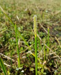 Eleocharis cellulosa