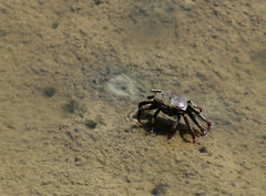 Uca maracoani