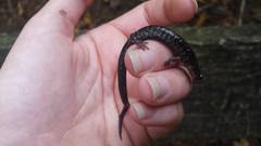 Plethodon ouachitae