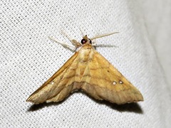 Disticta atava