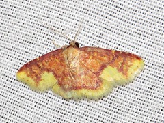 Syngatha latiflavaria