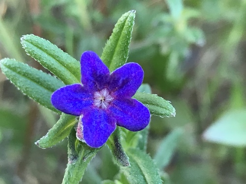 creeping gromwell