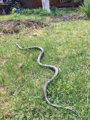Natrix natrix