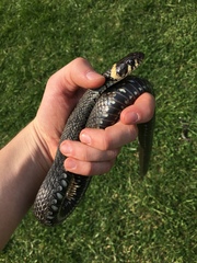 Natrix natrix