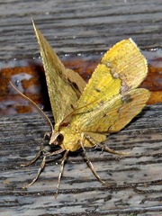 Petrodava leucicolor