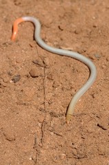 Aprasia inaurita