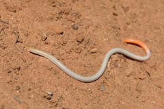 Aprasia inaurita