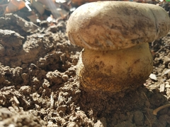 Caloboletus marshii