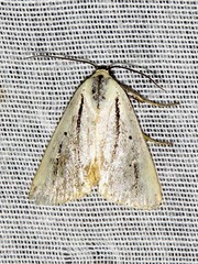 Grammarctia bilinea