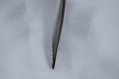 Leucosticte